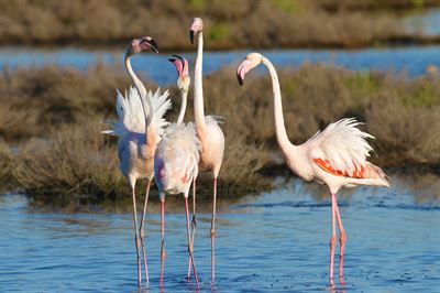 Flamingos, Parco Delta del Po  Roberto Maggioni  | Freie-Pressemitteilungen.de